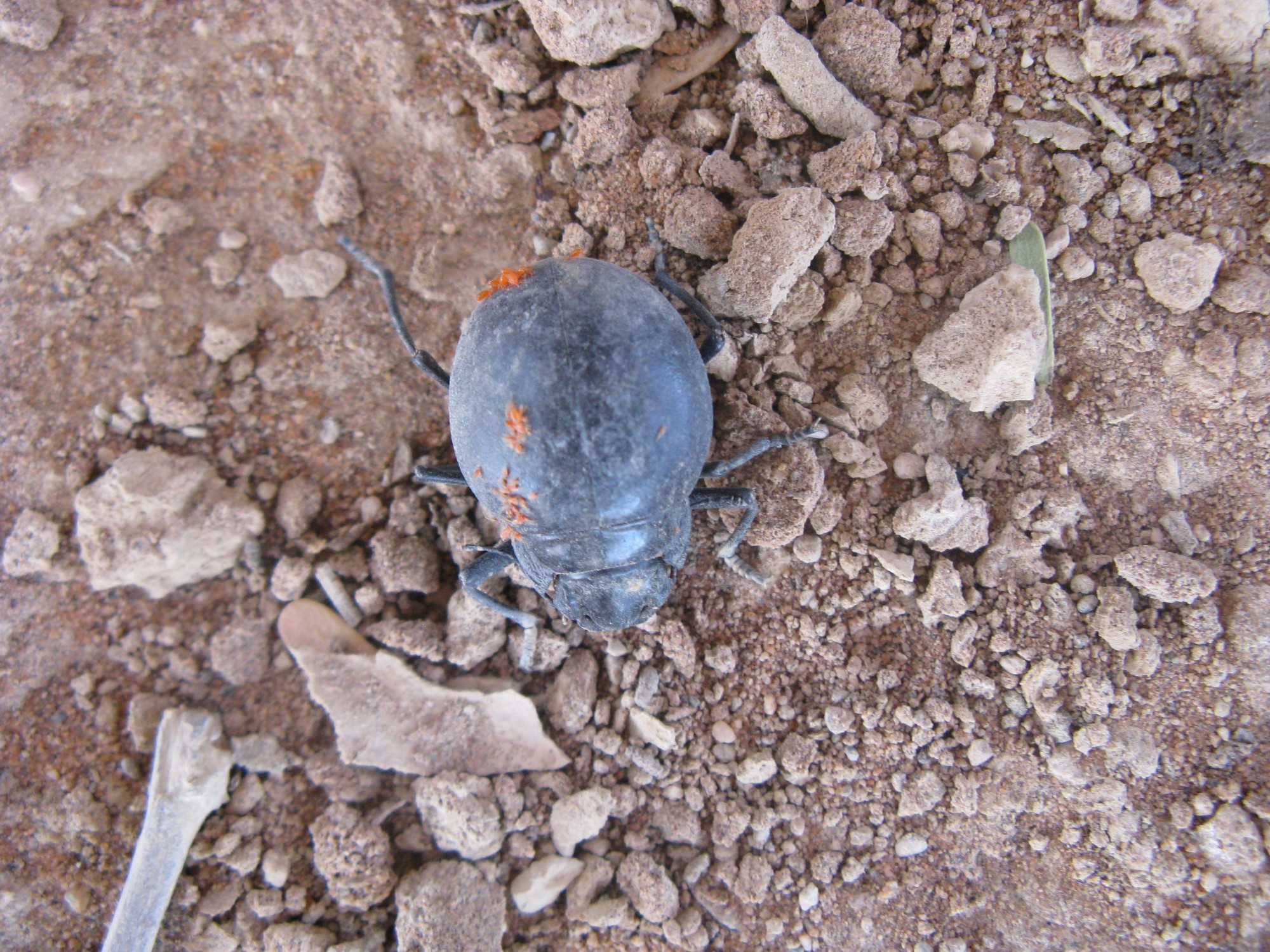 Namibia