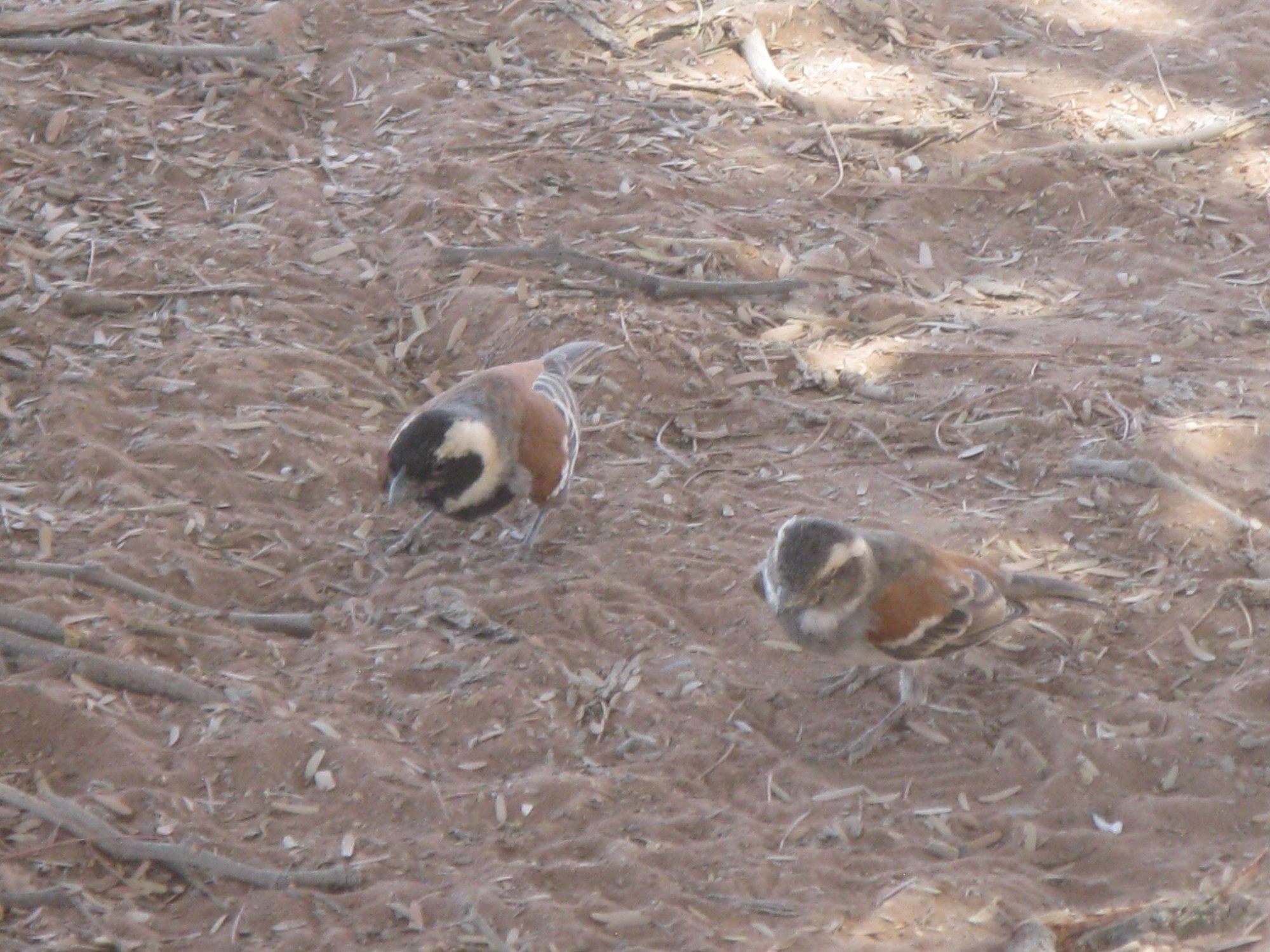 Namibia