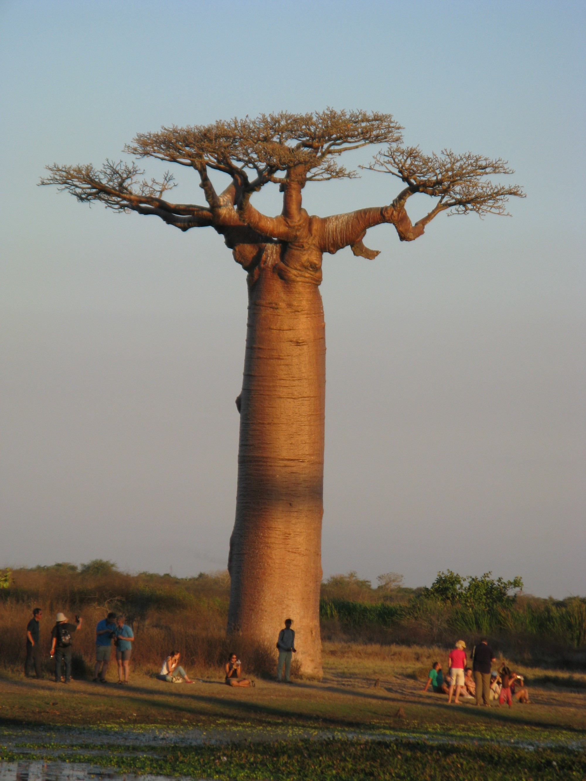 Madagascar