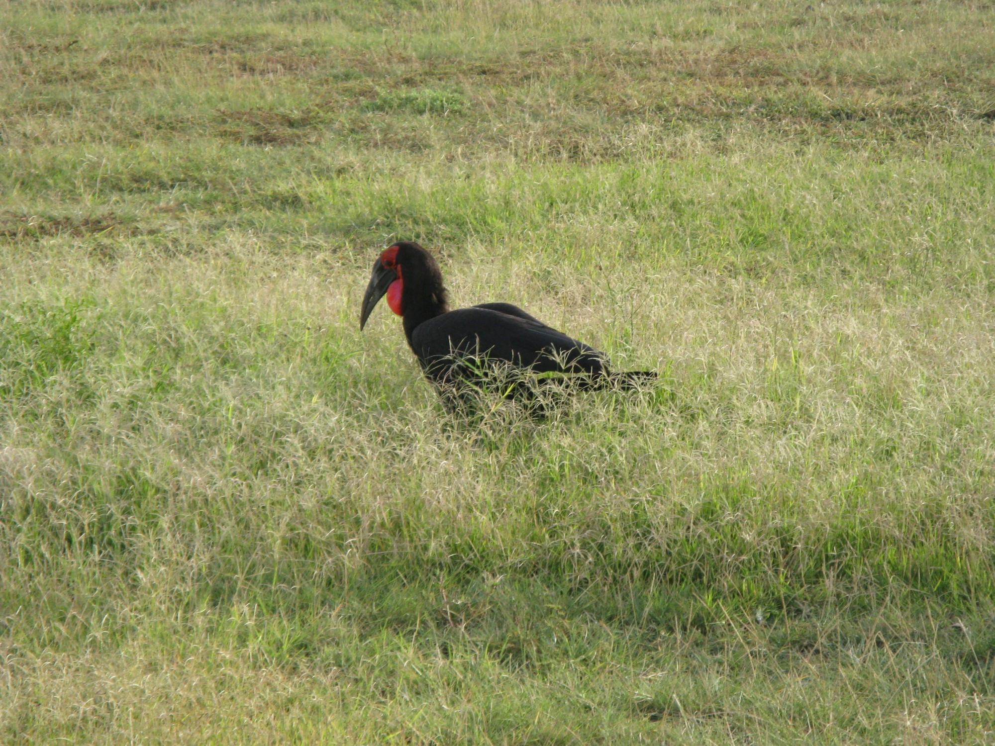 Tanzania