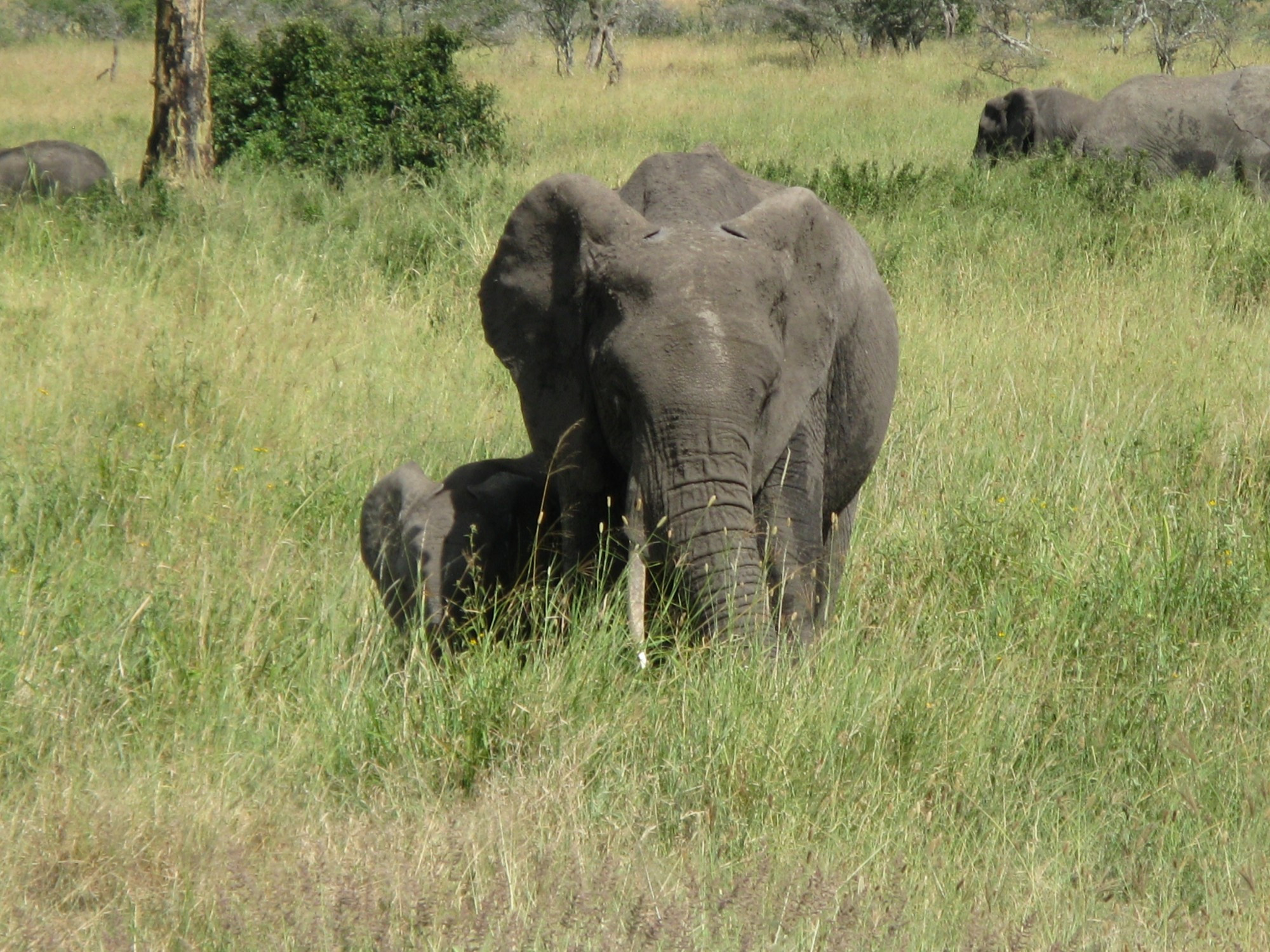 Tanzania