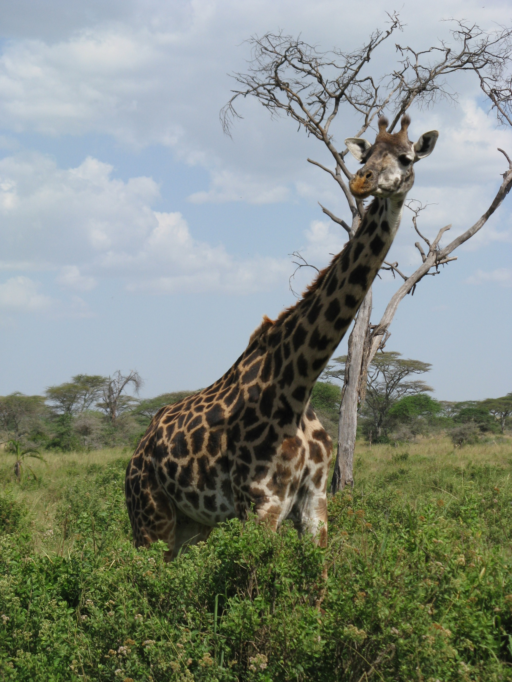 Tanzania