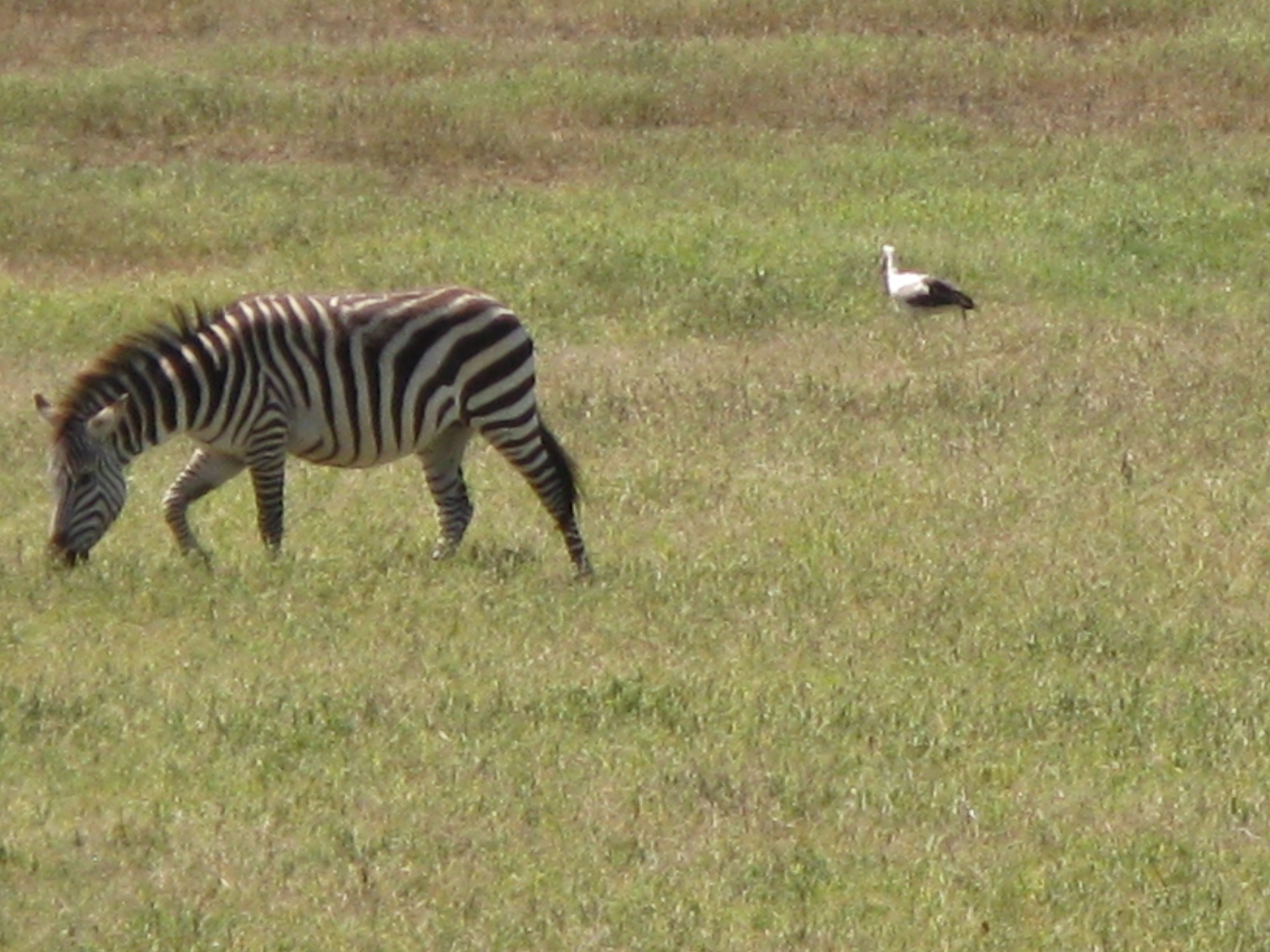 Tanzania