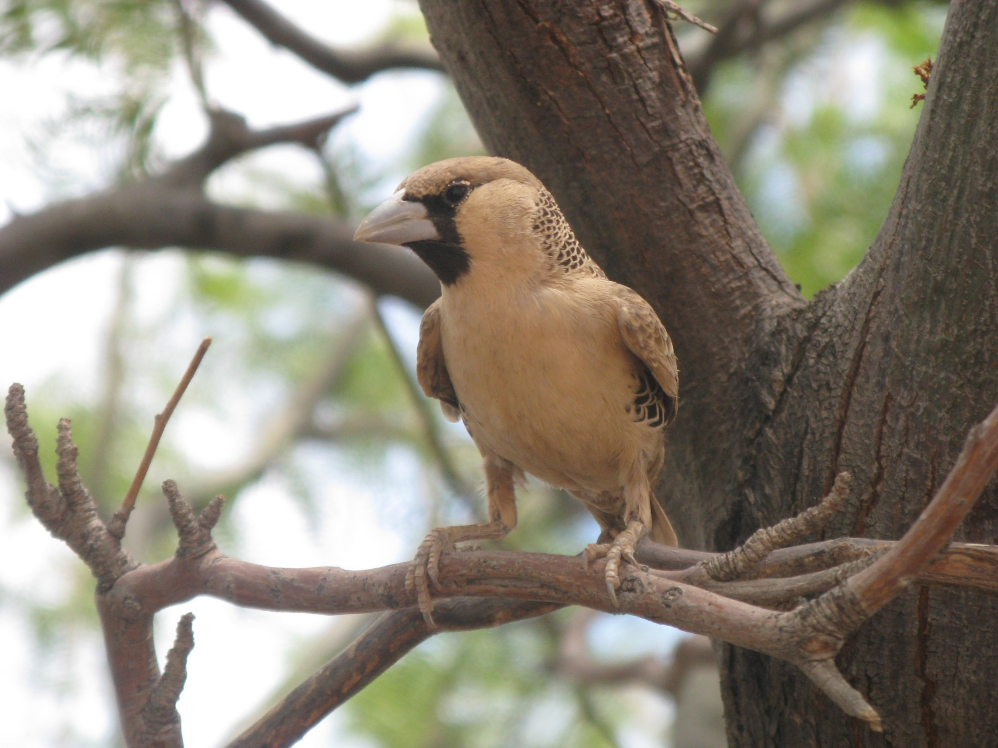 Namibia