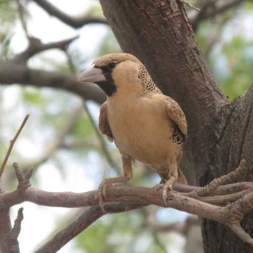 Namibia