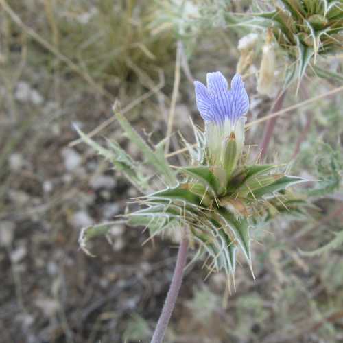 Namibia