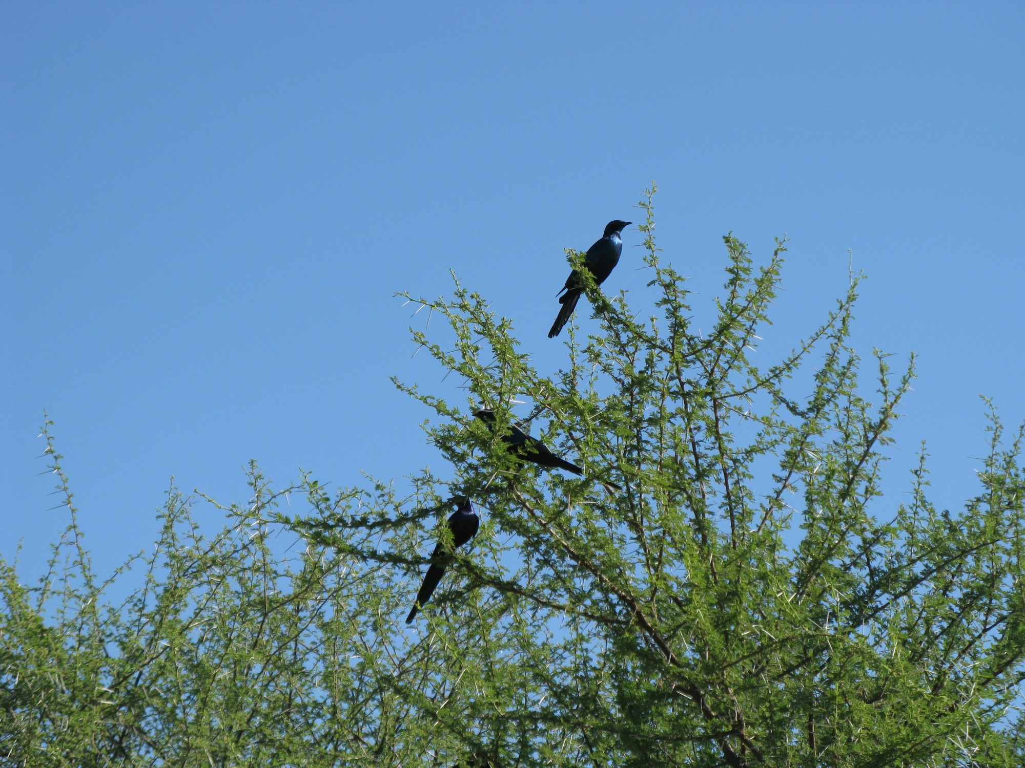 Botswana