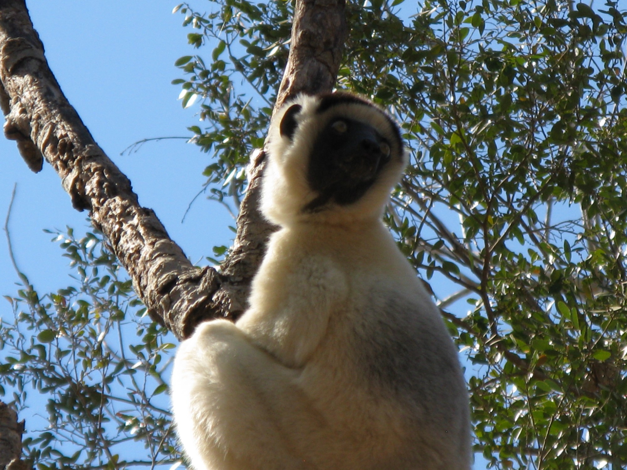 Madagascar