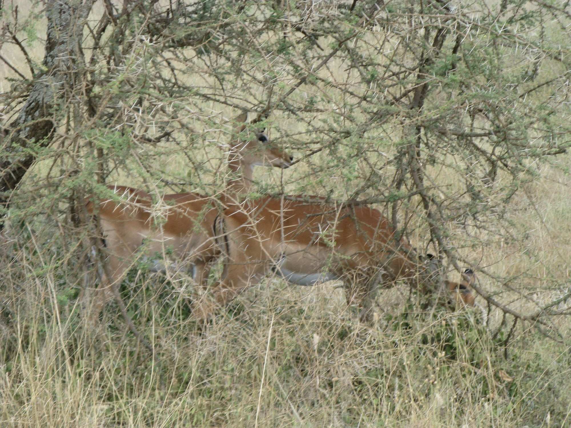 Tanzania