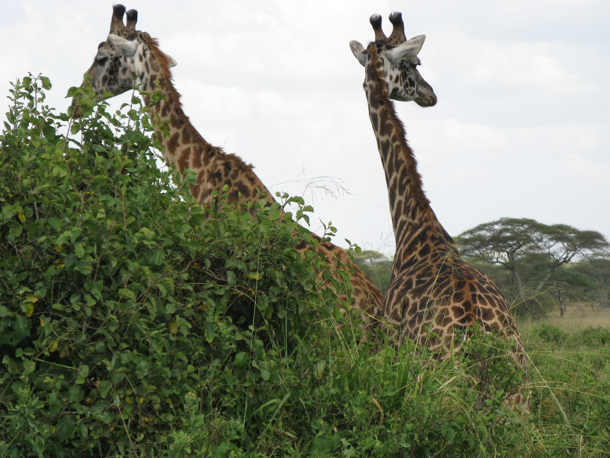 Tanzania