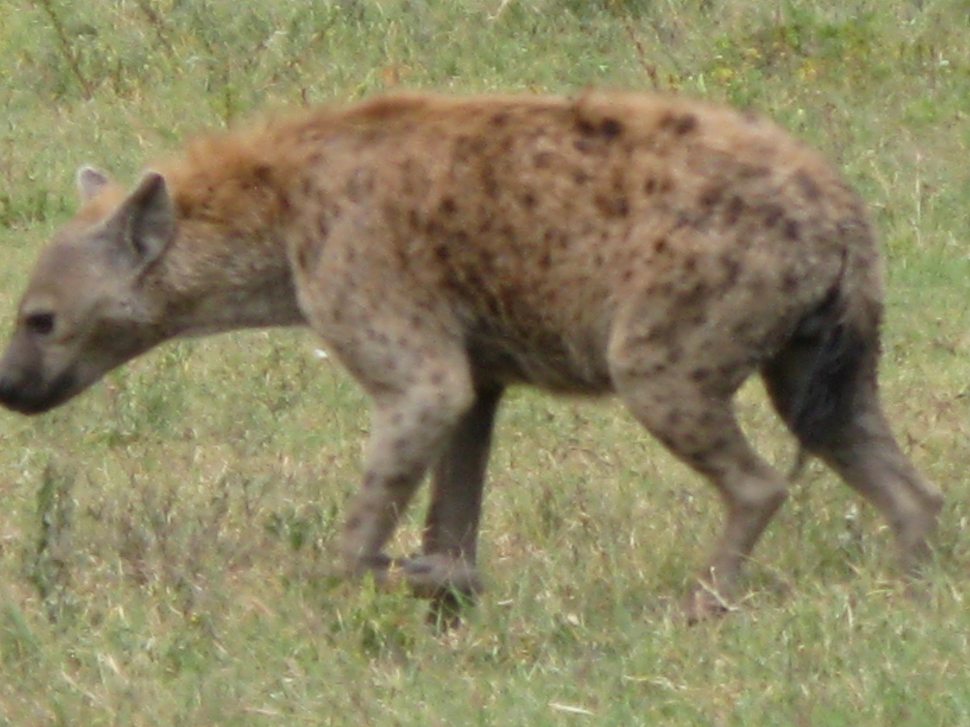 Tanzania