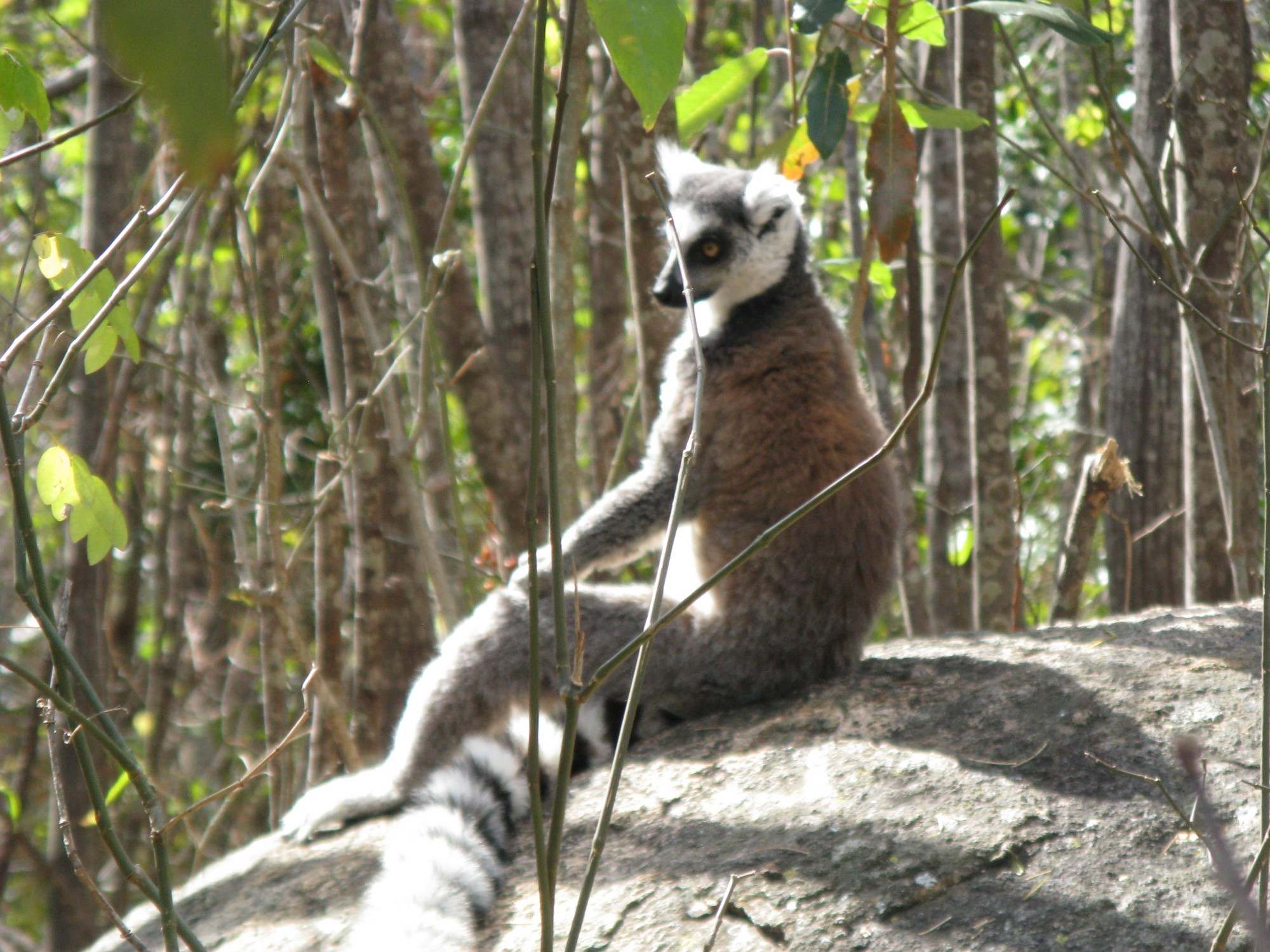 Madagascar