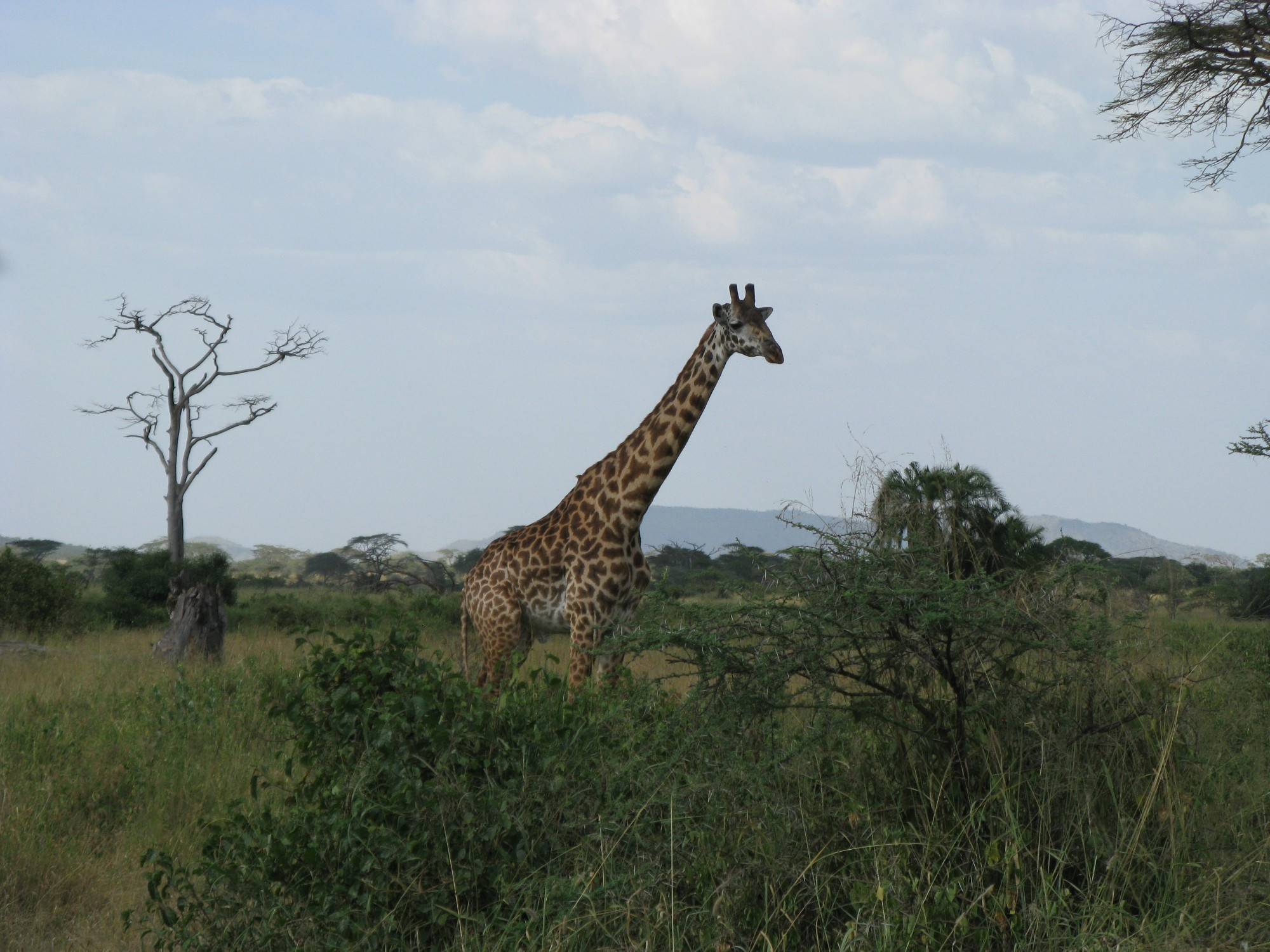 Tanzania