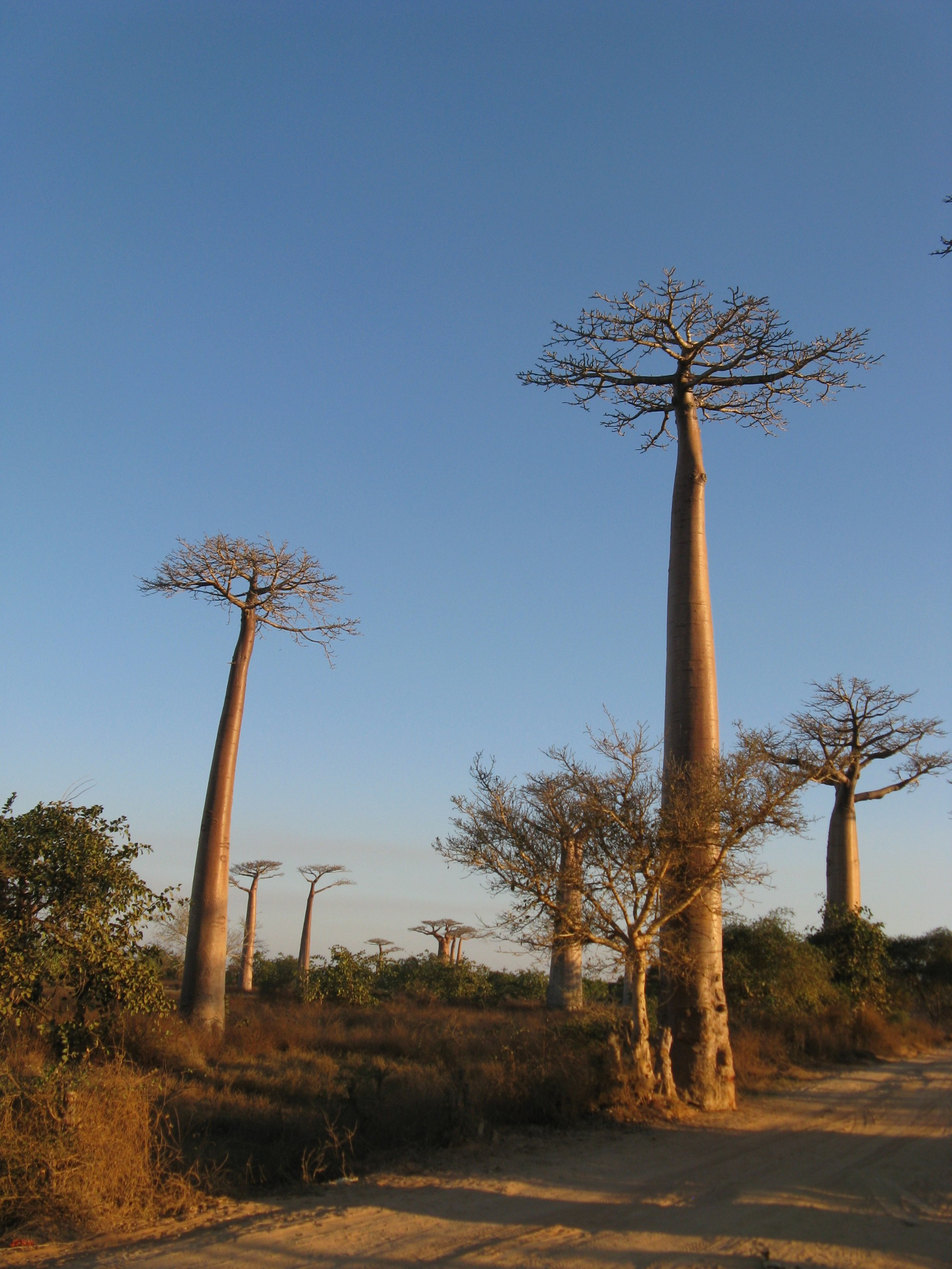 Madagascar