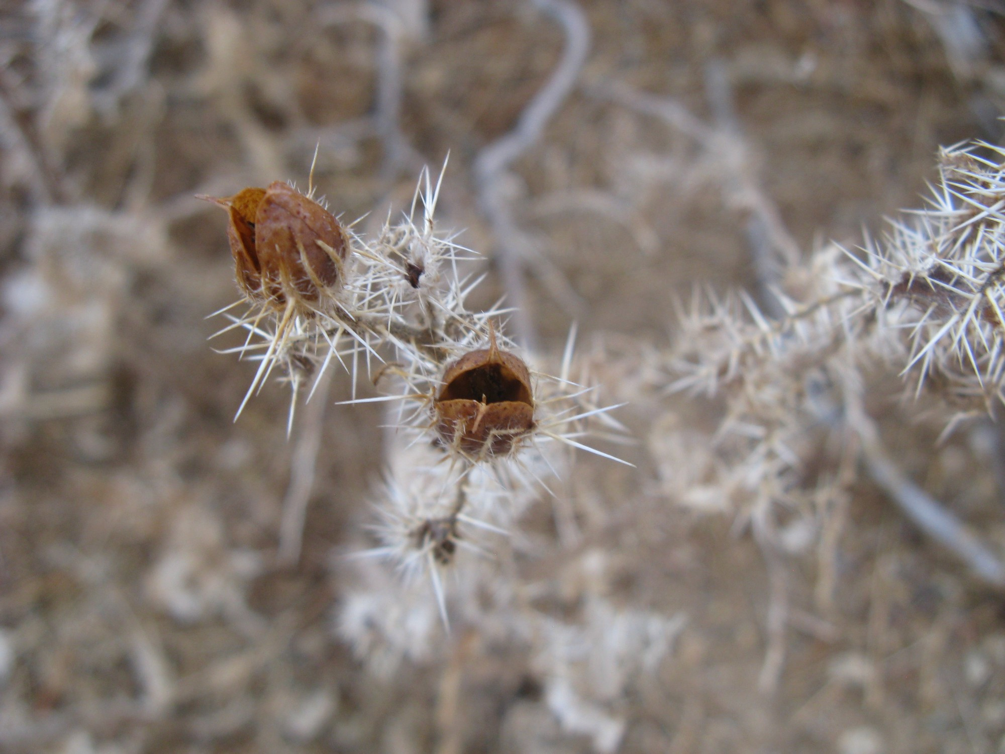 Namibia