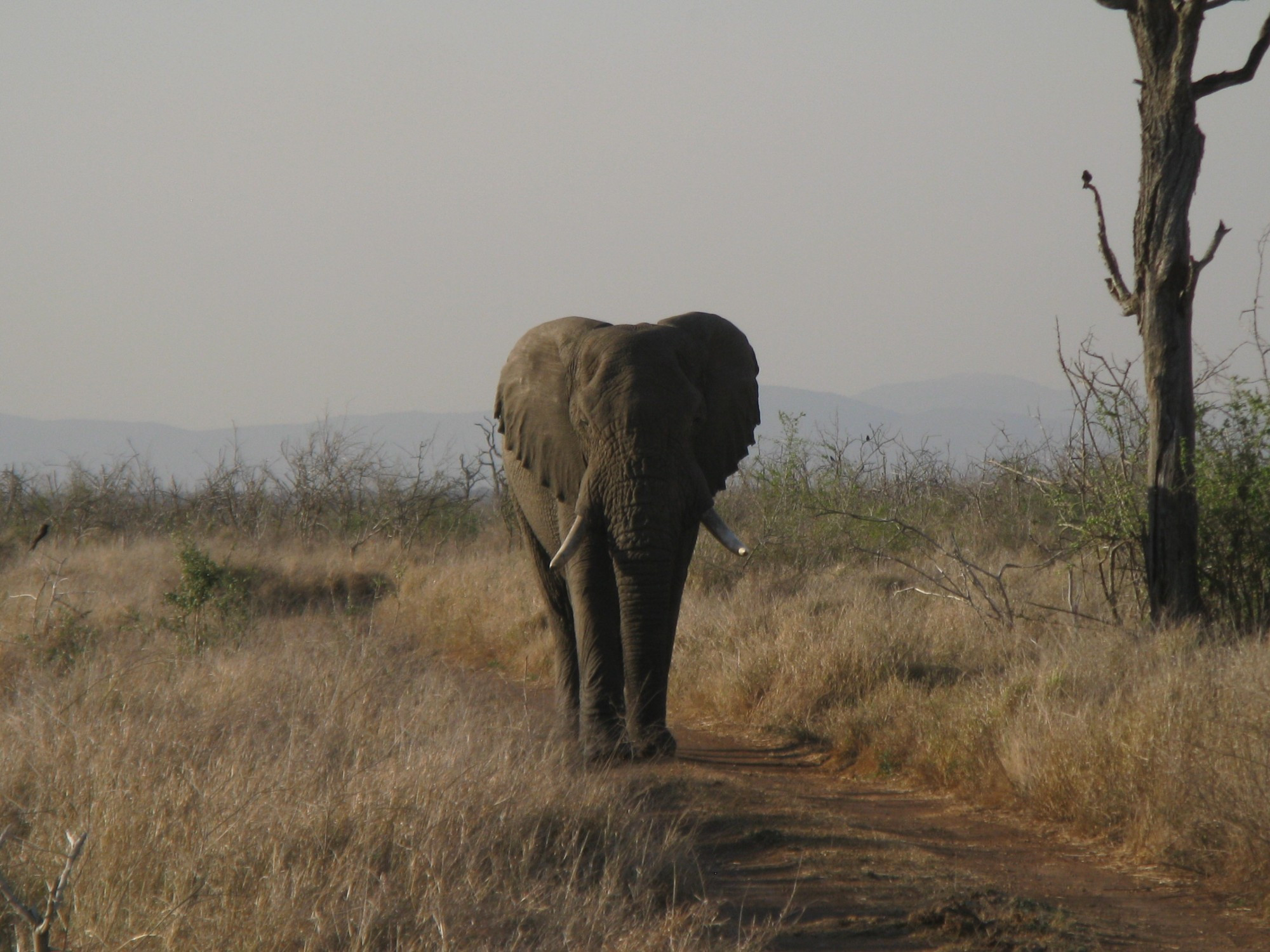 Swaziland