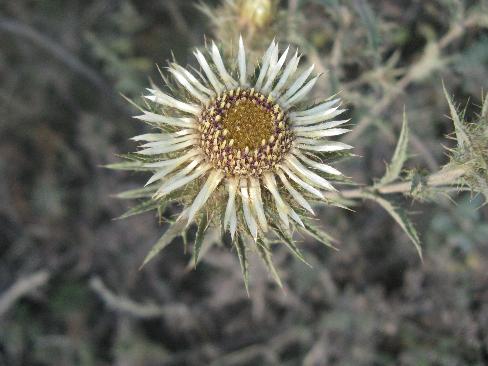 Azerbaijan