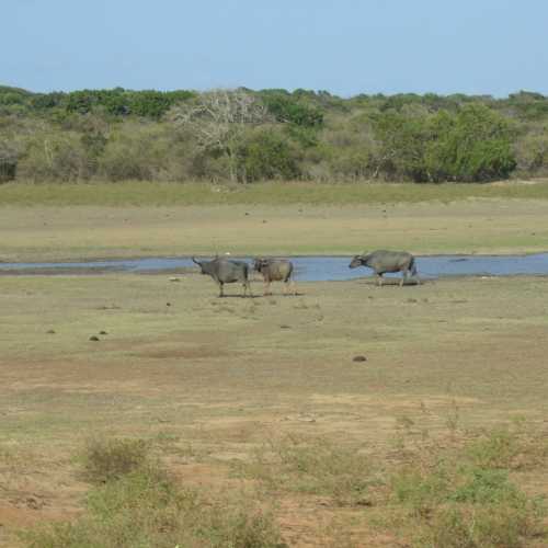 Sri Lanka