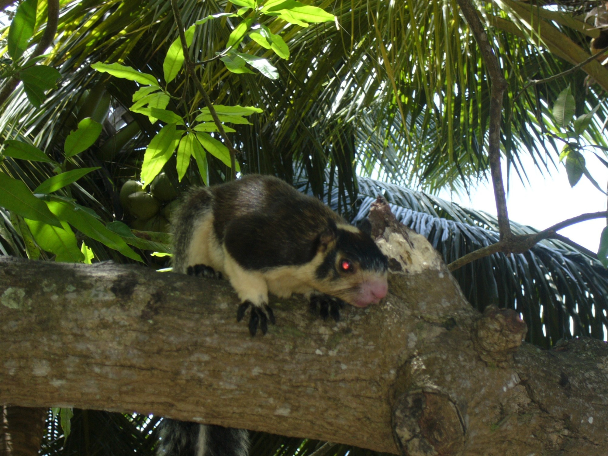 Sri Lanka