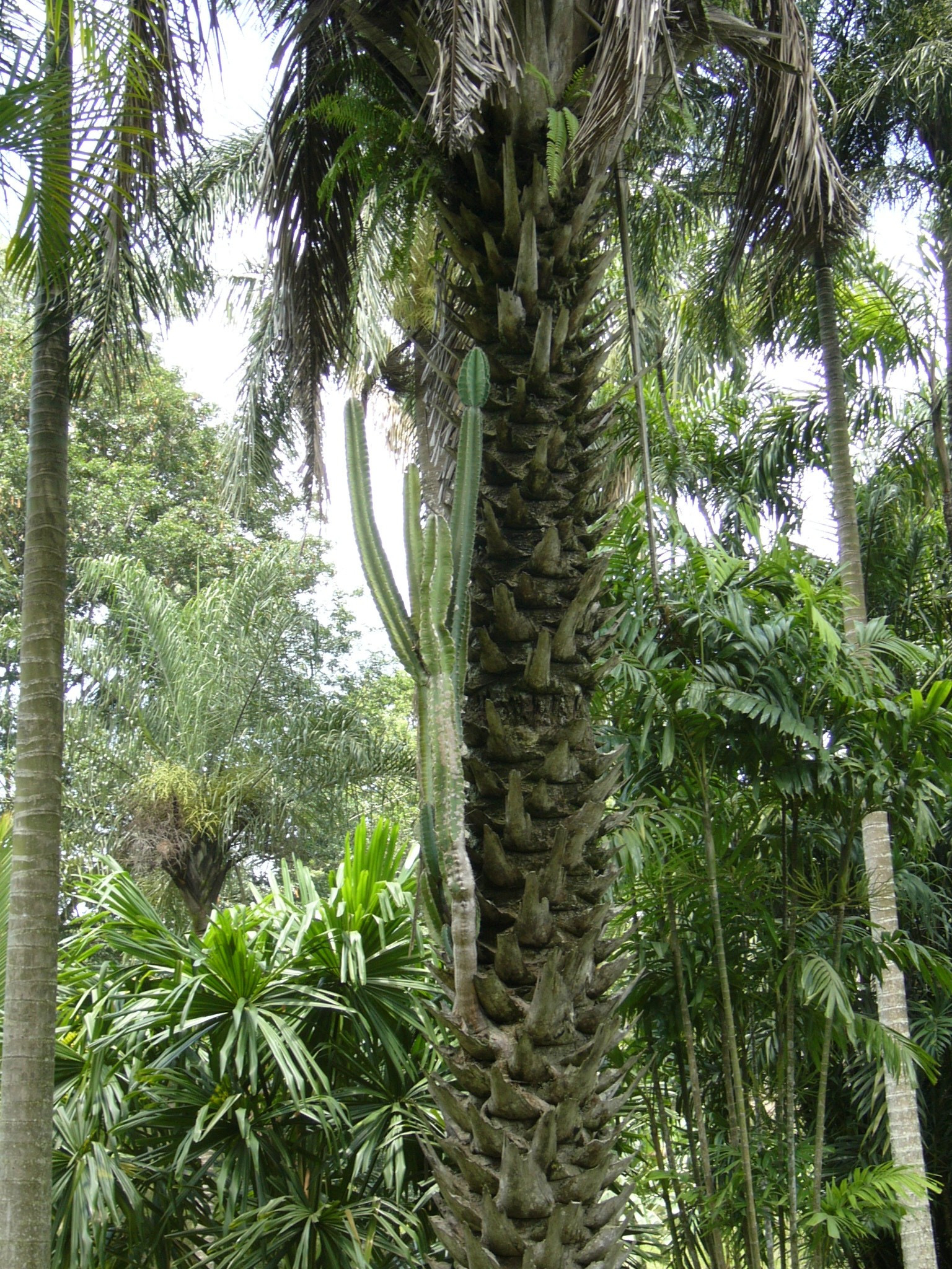 Sri Lanka