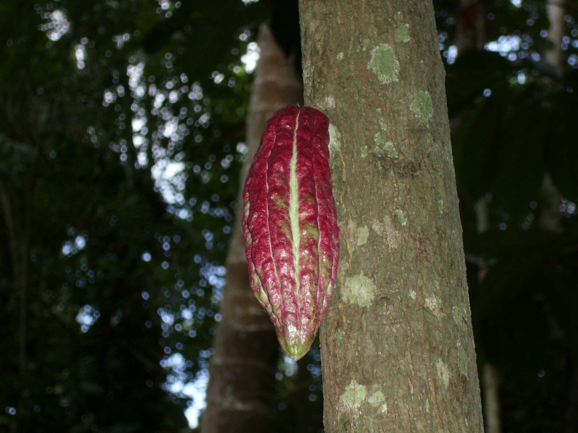 Sri Lanka