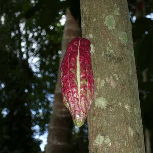 Sri Lanka