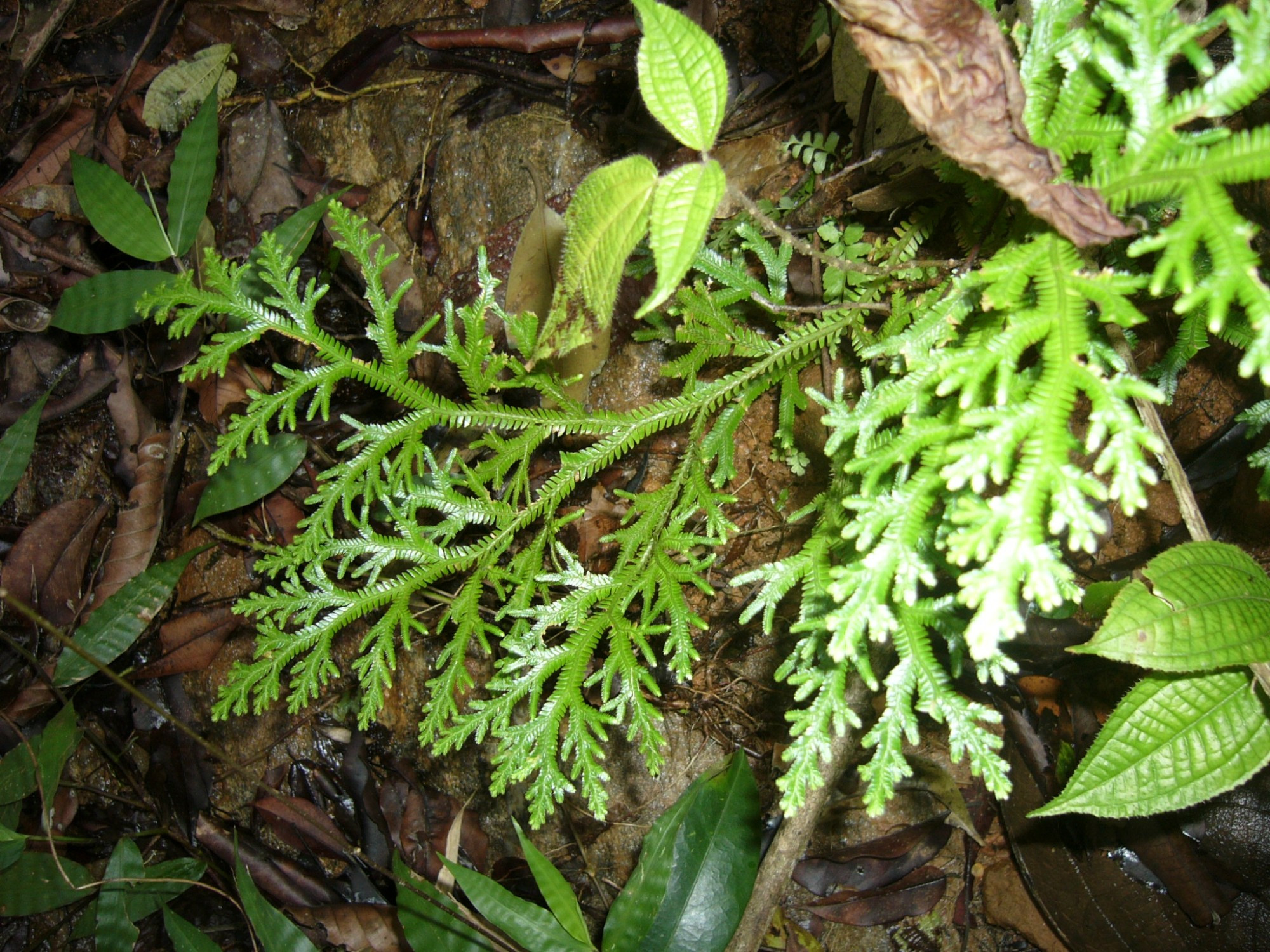 Sri Lanka