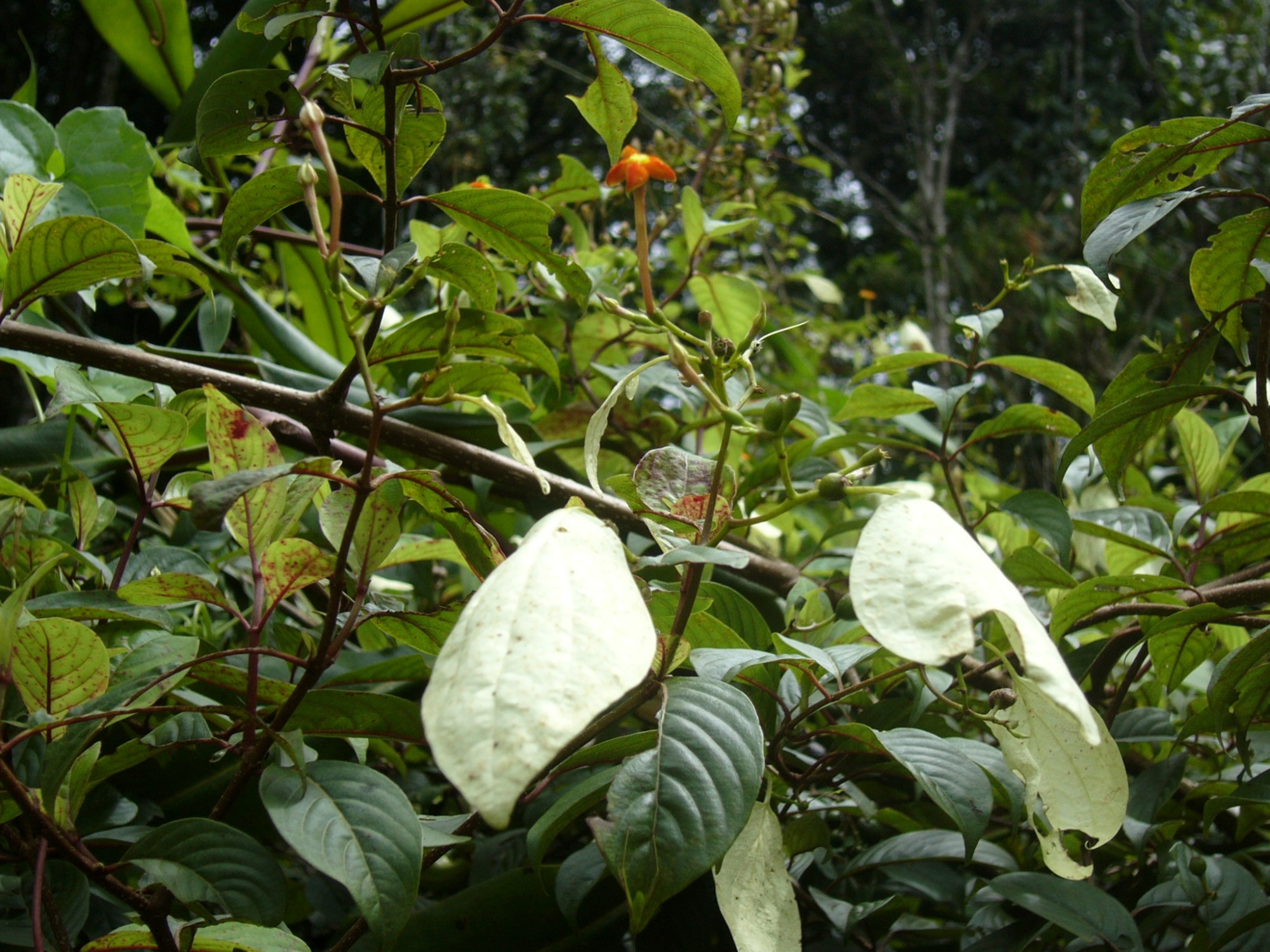 Sri Lanka