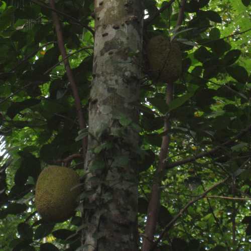 Sri Lanka