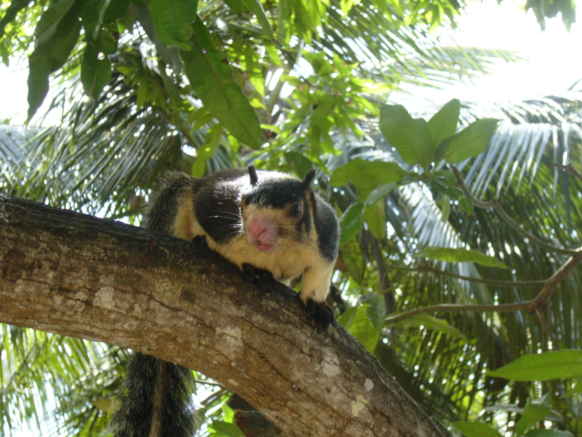 Sri Lanka