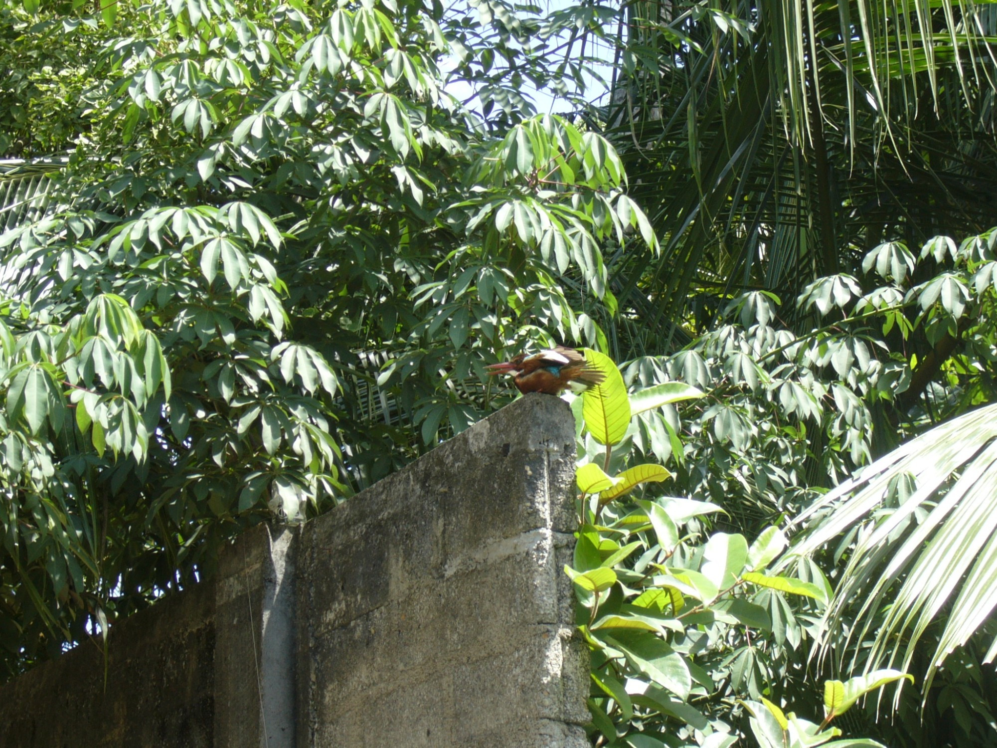 Sri Lanka