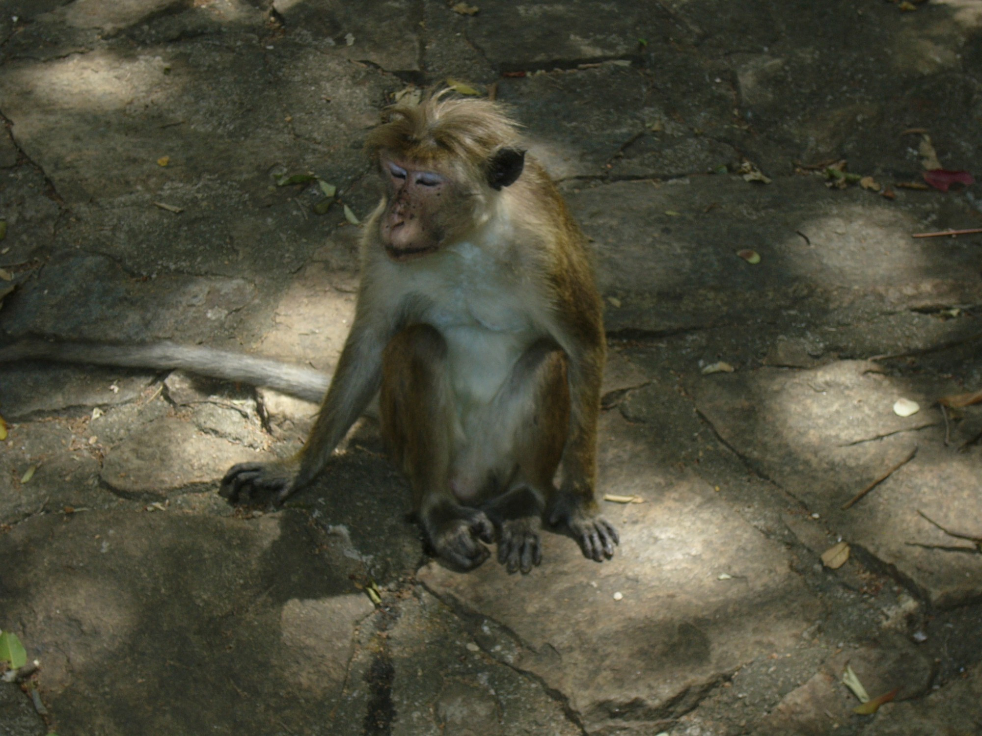 Sri Lanka