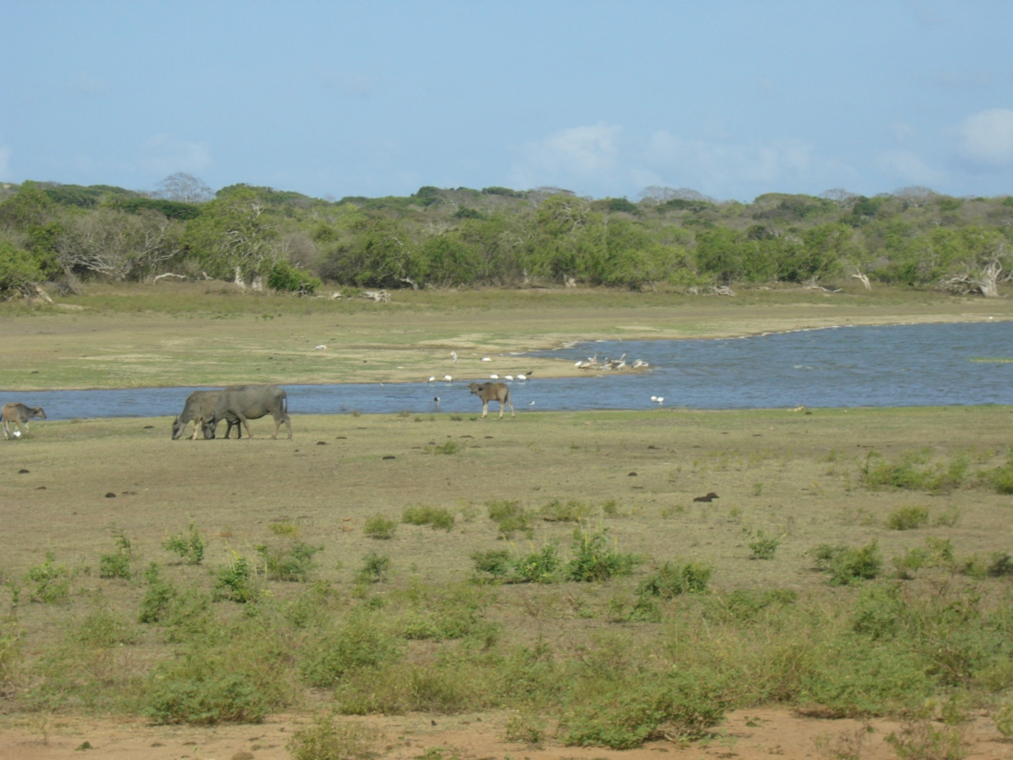 Sri Lanka