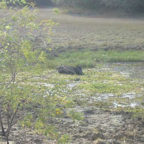 Sri Lanka