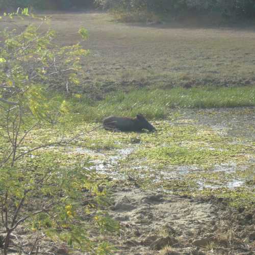 Sri Lanka