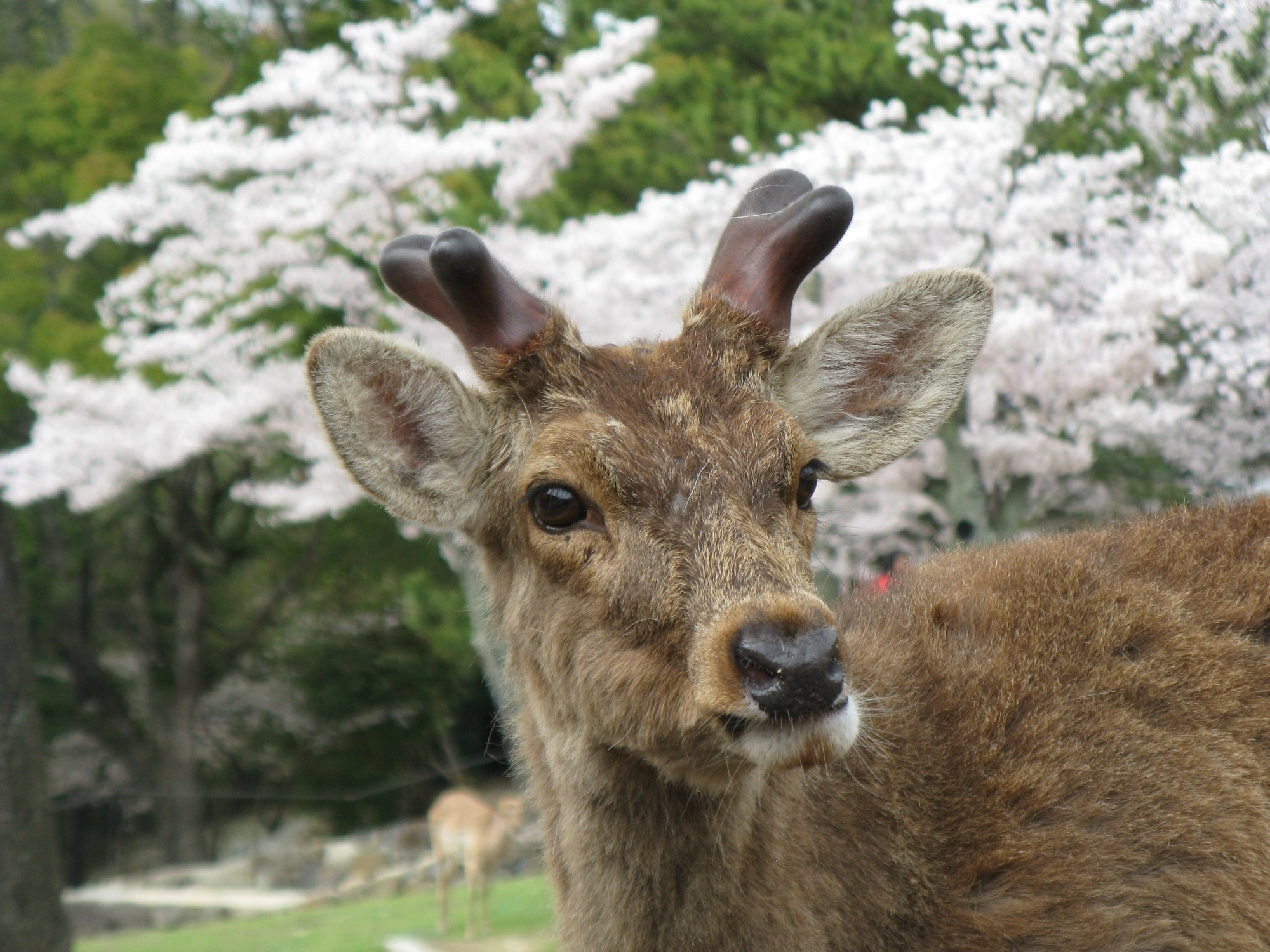 Japan