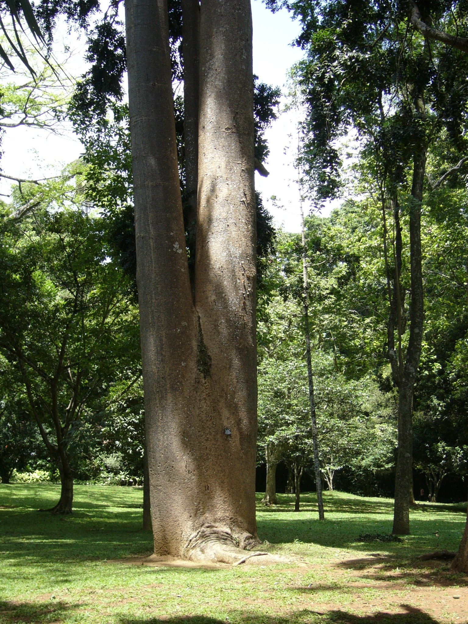 Sri Lanka