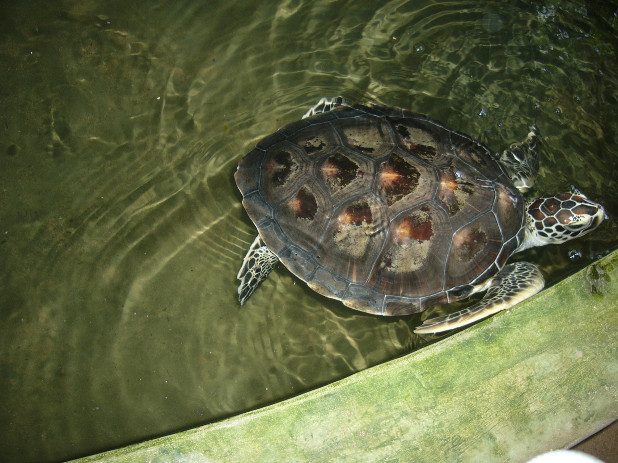 Sri Lanka