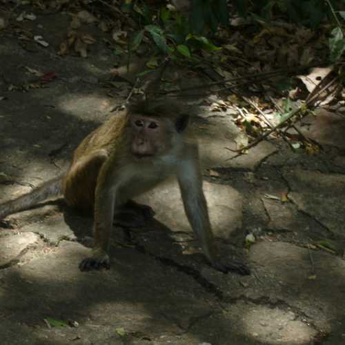 Sri Lanka