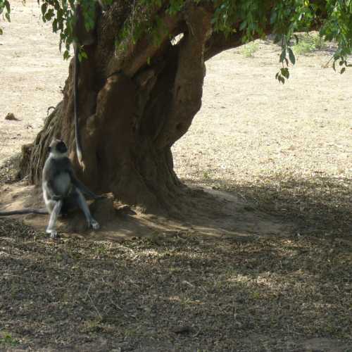 Sri Lanka