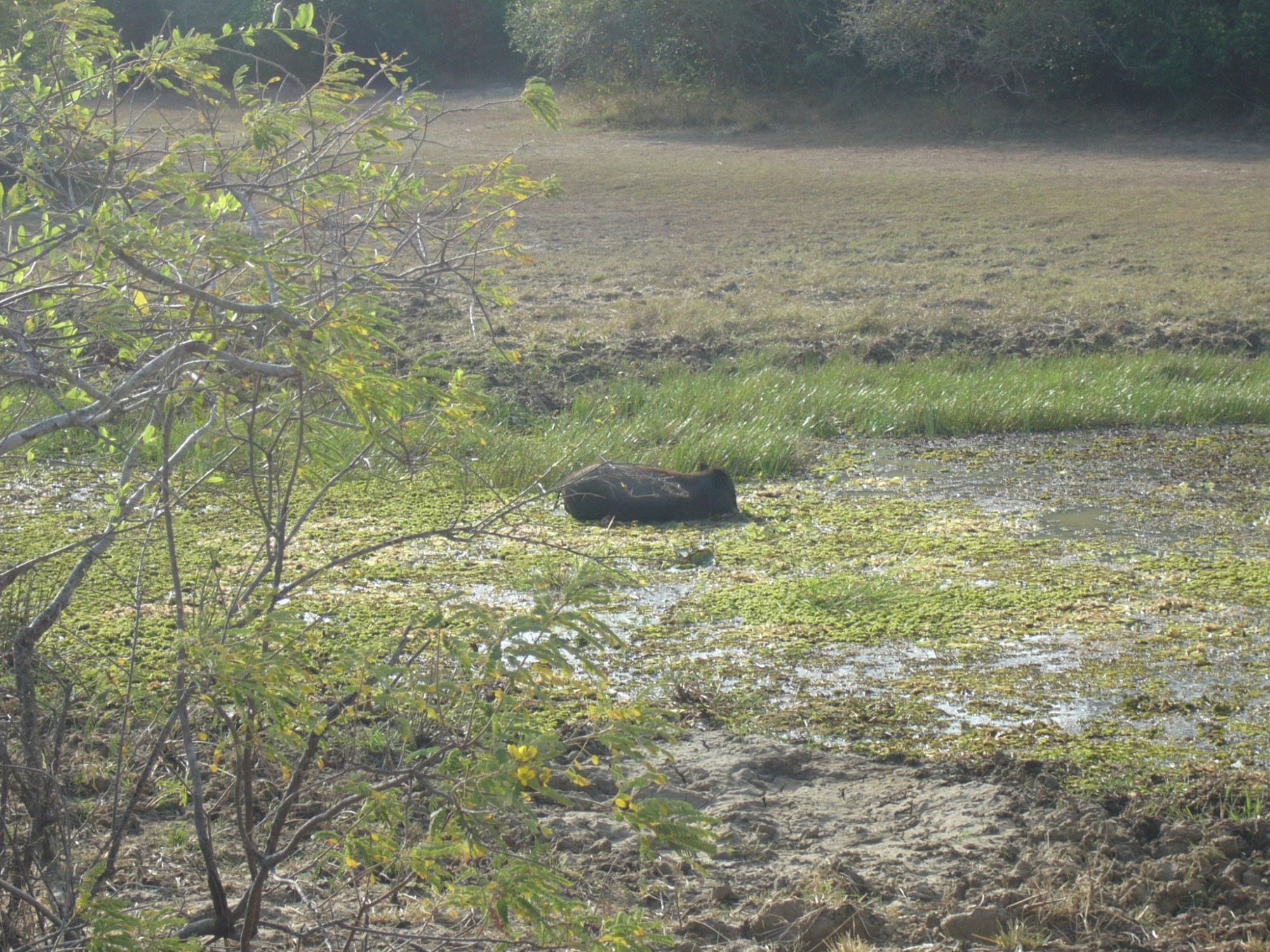 Sri Lanka