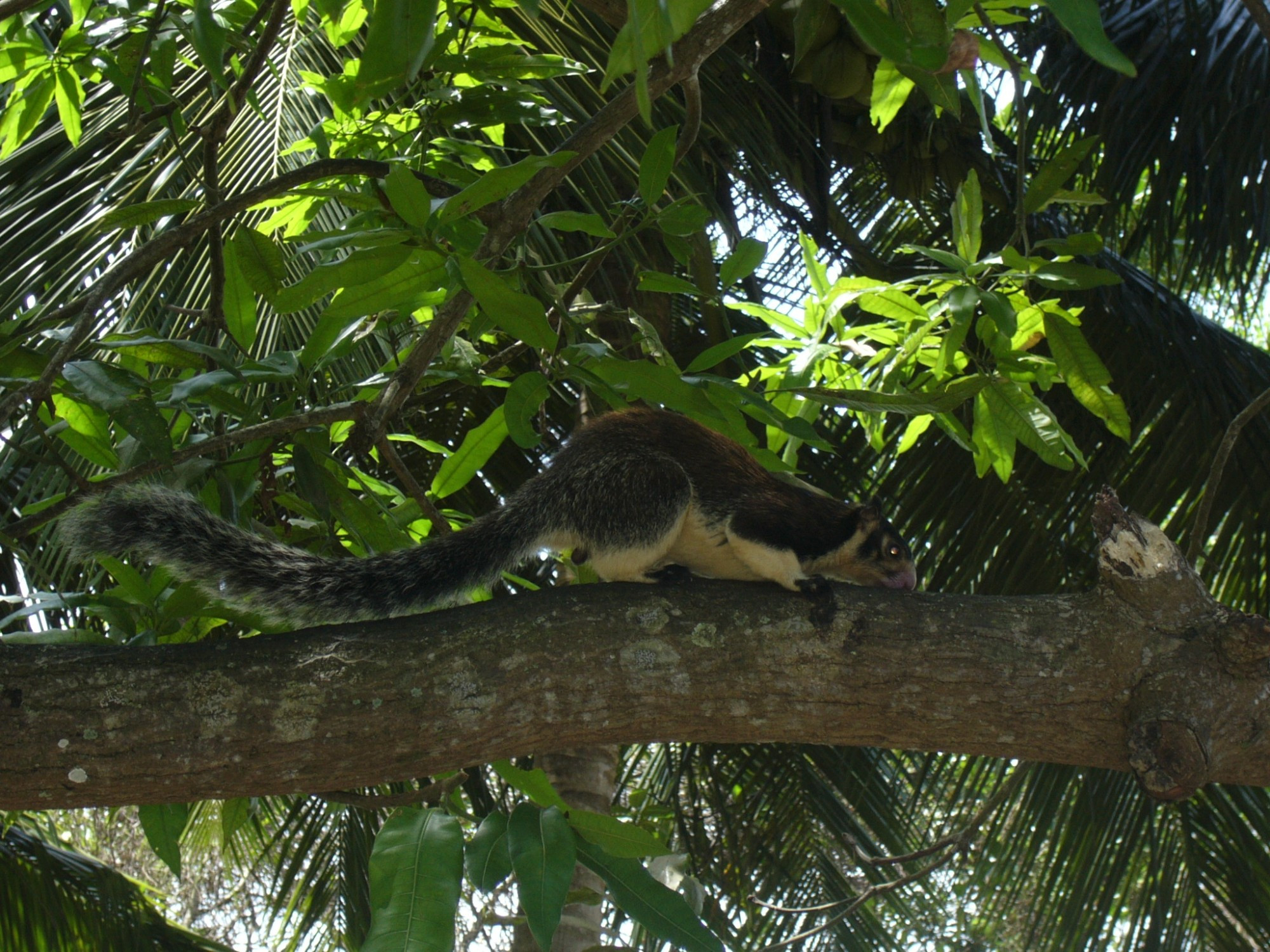 Sri Lanka