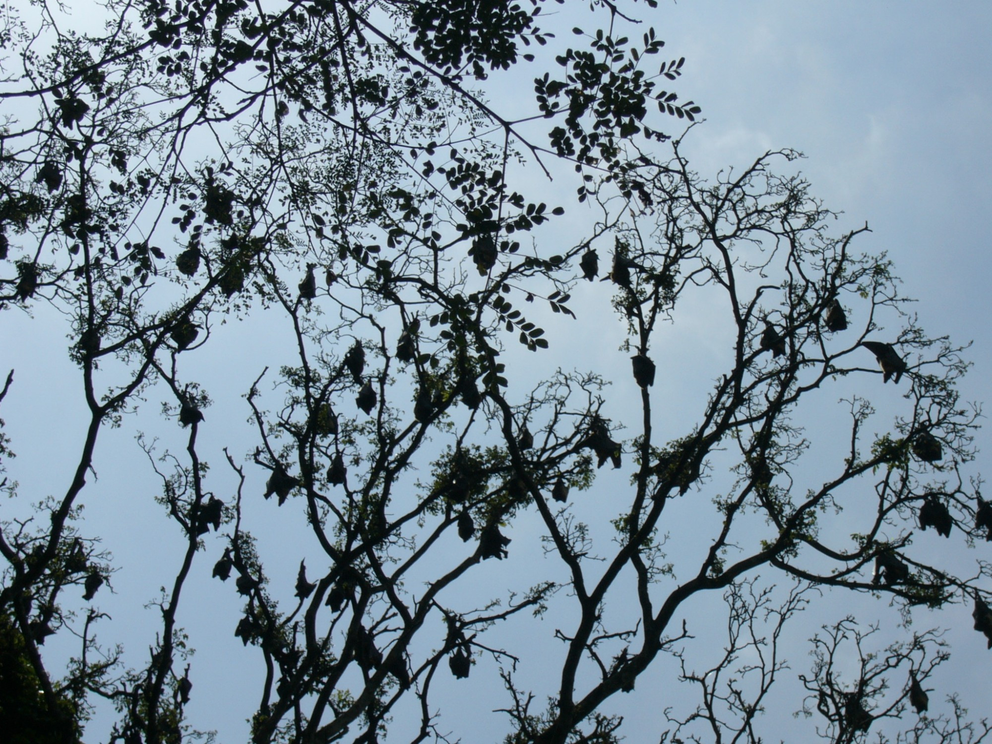 Sri Lanka