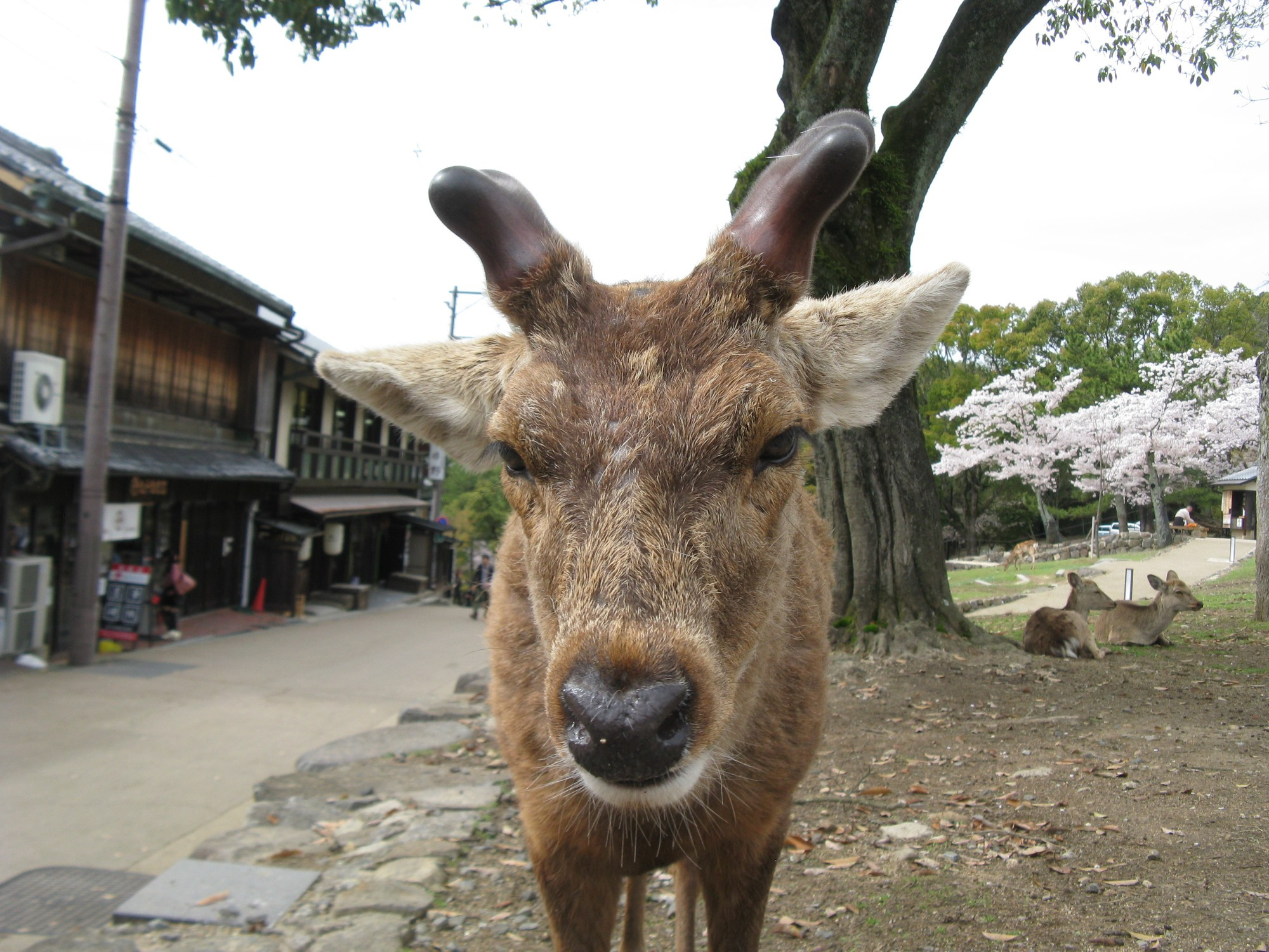 Japan