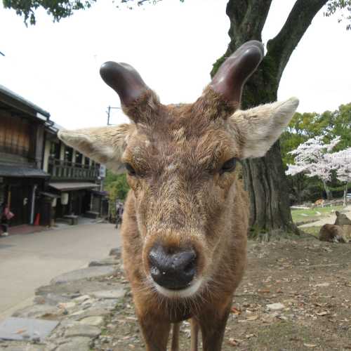 Japan