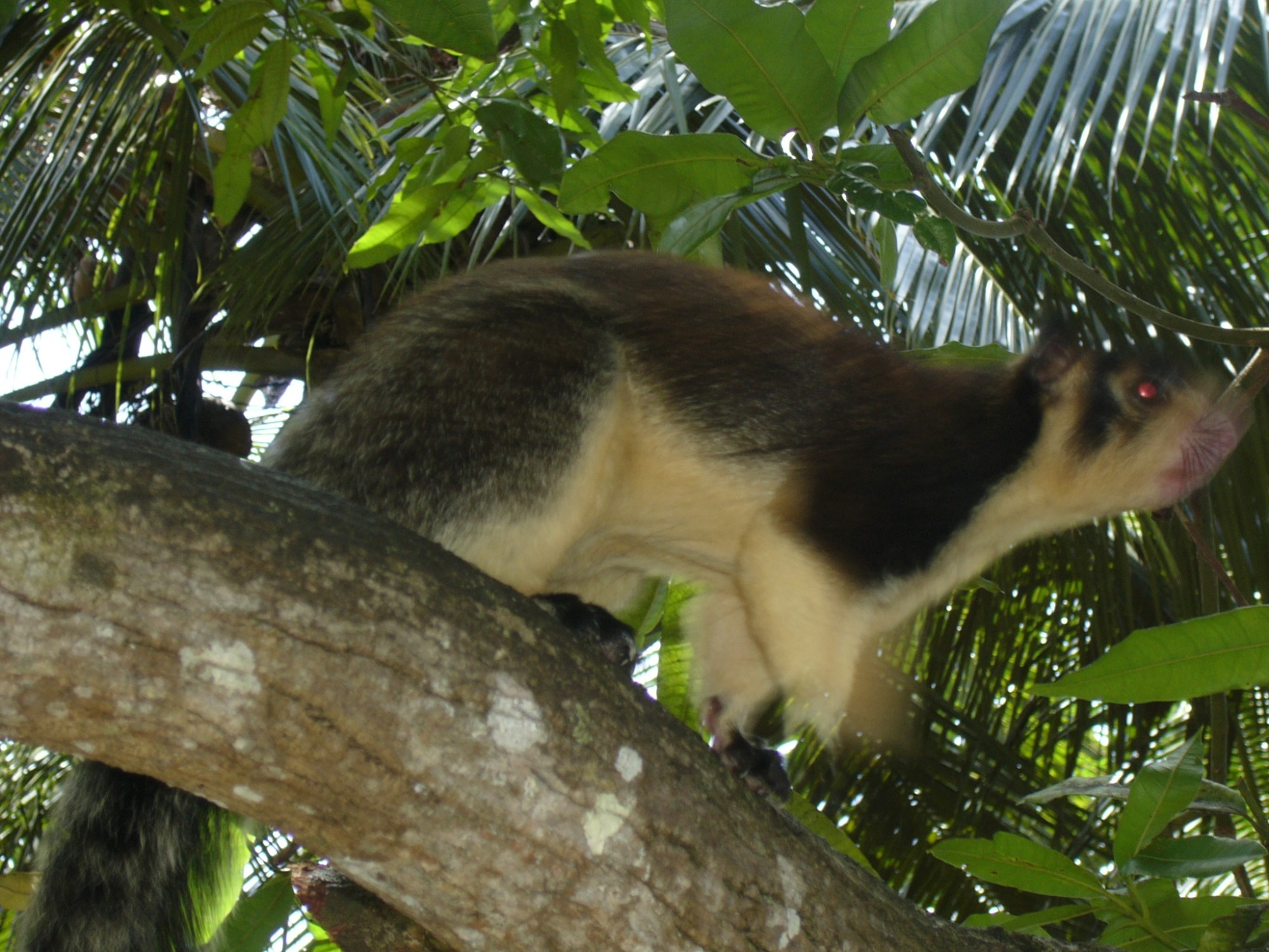 Sri Lanka