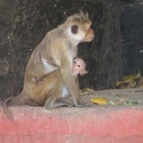 Sri Lanka