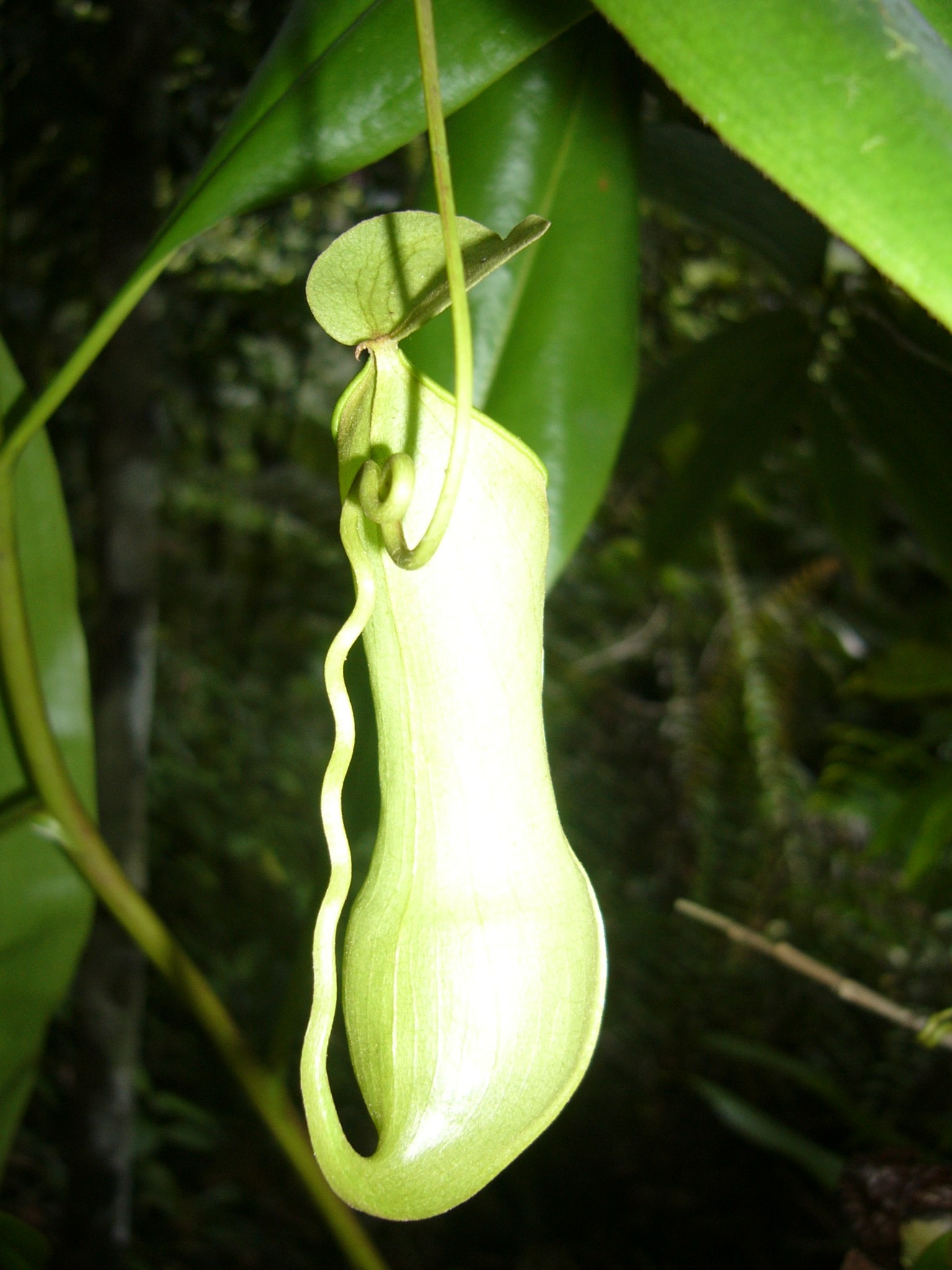 Sri Lanka