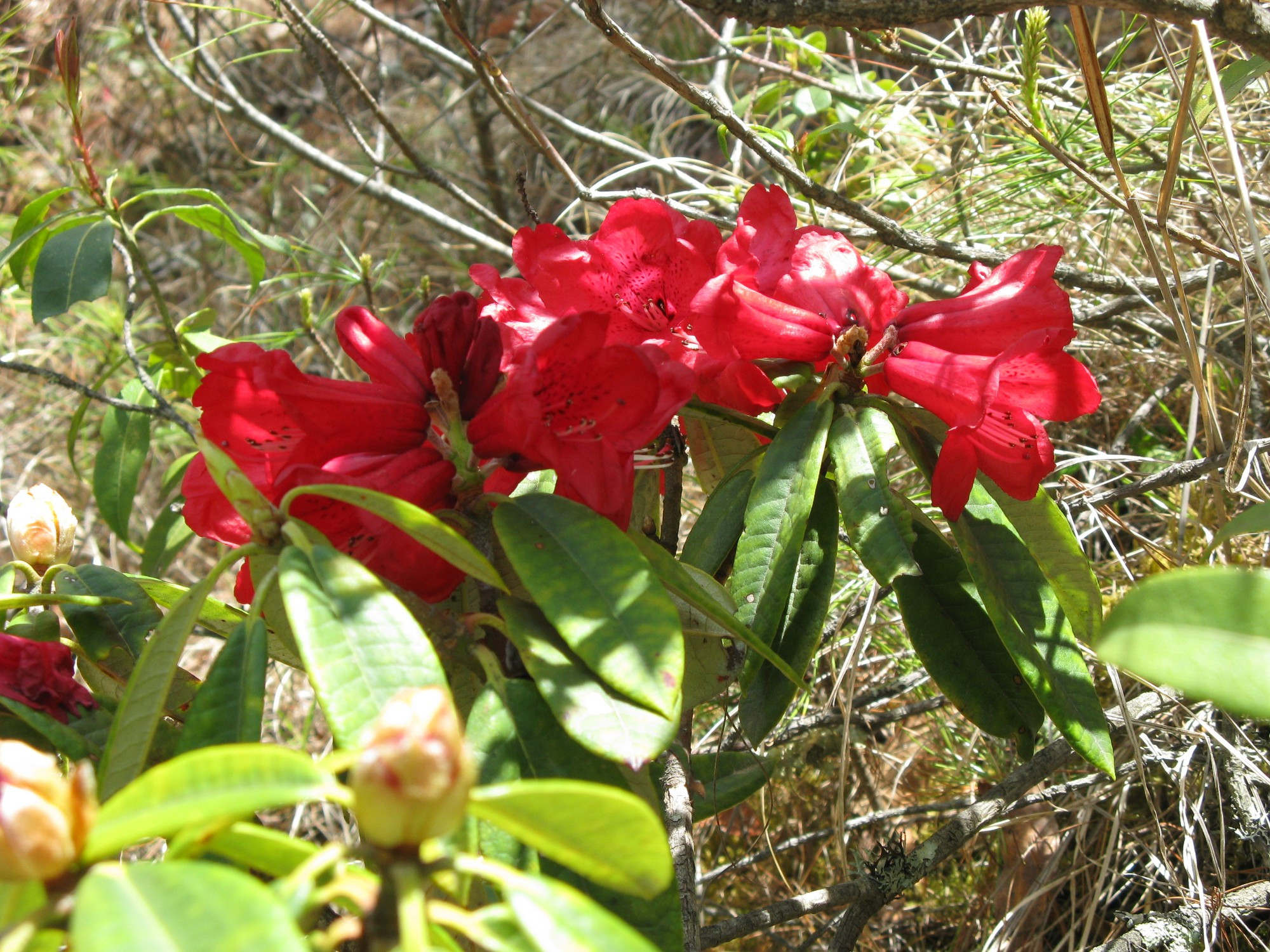 Bhutan