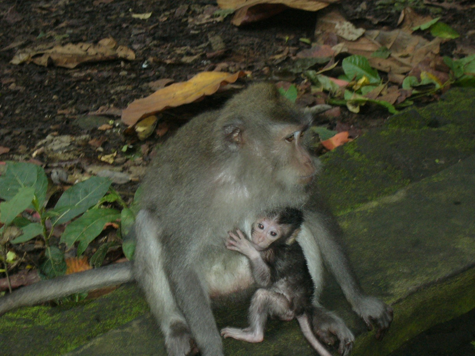 Indonesia